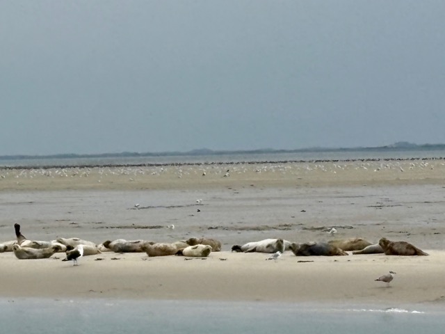 ameland5